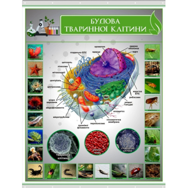Плакат на баннерной ткани "Строение животной клетки" - Фото №1