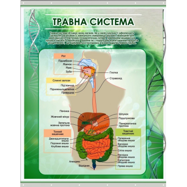Плакат на баннерной ткани "Пищеварительная система человека" - Фото №1