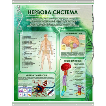 Плакат на баннерной ткани "Нервная система человека" - Фото №1