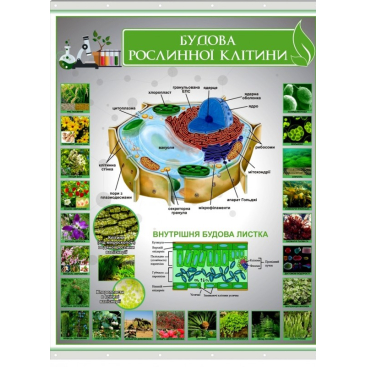 Плакат на баннерной ткани "Строение растительной клетки" - Фото №1