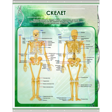 Плакат на баннерной ткани "Скелет человека" - Фото №1