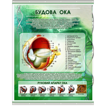 Плакат на баннерной ткани "Строение глаза человека" - Фото №1