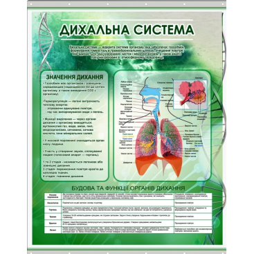 Плакат на баннерной ткани "Дыхательная система человека" - Фото №1