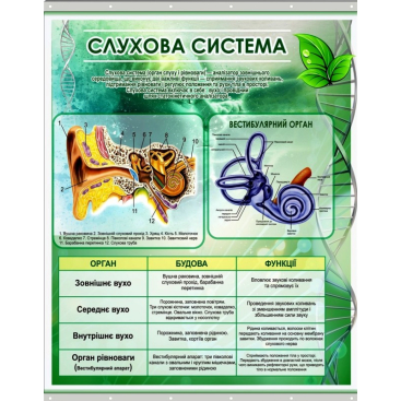 Плакат на баннерной ткани "Слуховая система человека" - Фото №1