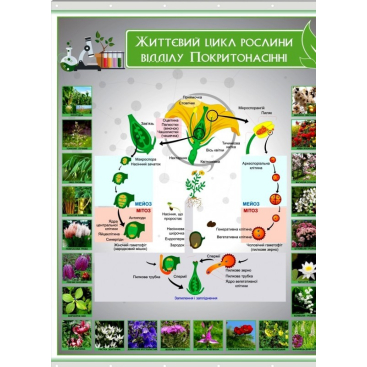 Плакат на баннерной ткани "Жизненный цикл растения отдела покрытосеменные" - Фото №1