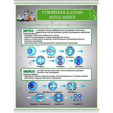 Плакат на баннерной ткани "Образование клеток. Митоз и мейоз" - Фото №1