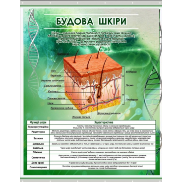 Плакат на баннерной ткани "Строение кожи человека" - Фото №1