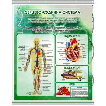 Плакат на баннерной ткани "Сердечно-сосудистая система человека" - Фото №1