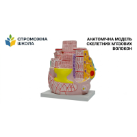 Анатомічна модель скелетних м’язових волокон