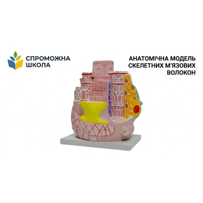 Анатомічна модель скелетних м’язових волокон для навчання та досліджень
