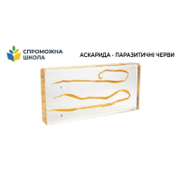 Аскарида - паразитичні черви