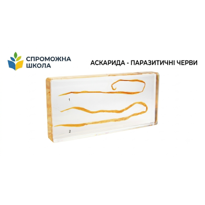 Аскарида - паразитичні черви для навчання в закладах освіти