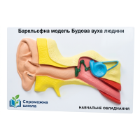 Будова вуха людини 60х40 см