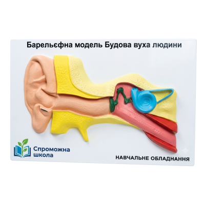 Будова вуха людини 60х40 см - навчальний плакат для освітнього процесу