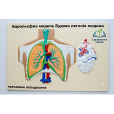 Барельєфна модель Будова легенів людини 60х40 см