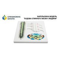Барельєфна модель "Будова спинного мозку людини" 40х40 см