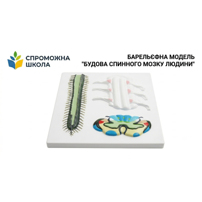 Барельєфна модель "Будова спинного мозку людини" для навчальних закладів