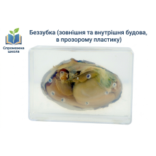 Беззубка (зовнішня та внутрішня будова, в прозорому пластику)