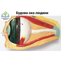 Будова ока людини 40x40 см