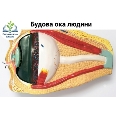 Будова ока людини - навчальний стенд для освітнього процесу