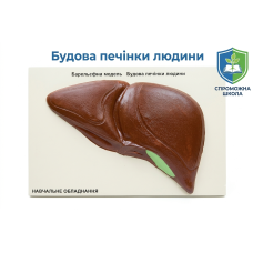 Барельєфна модель Будова печінки людини 60х40 см