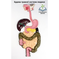 Будова травної системи людини 40x40 см