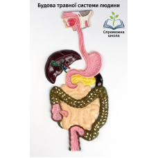 Будова травної системи людини 40x40 см