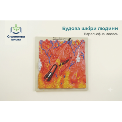 Будова шкіри людини: навчальний комплект для закладів загальної середньої освіти