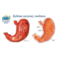 Будова шлунку людини 40x40 см