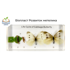 Біопласт Розвиток метелика