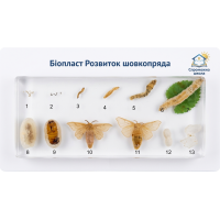 Біопласт Розвиток шовкопряда