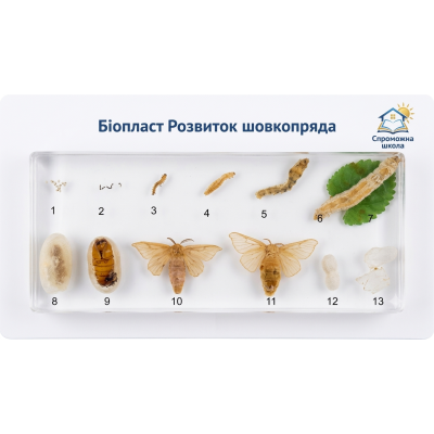 Біопласт Розвиток шовкопряда - навчальне обладнання для закладів освіти