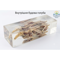 Внутрішня будова голуба