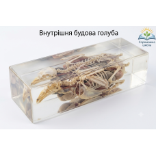 Внутрішня будова голуба