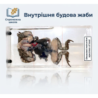 Внутрішня будова жаби (в прозорому пластику)