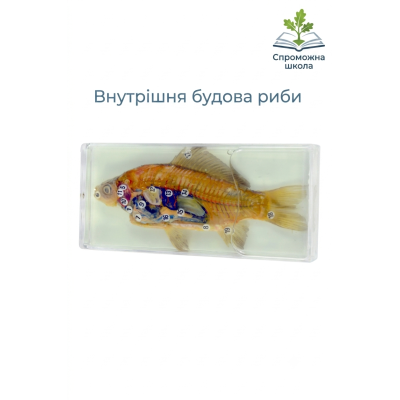 Внутрішня будова риби в прозорому пластику для навчання в школі