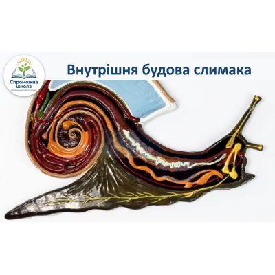Внутрішня будова слимака: навчальний засіб для кабінетів біології
